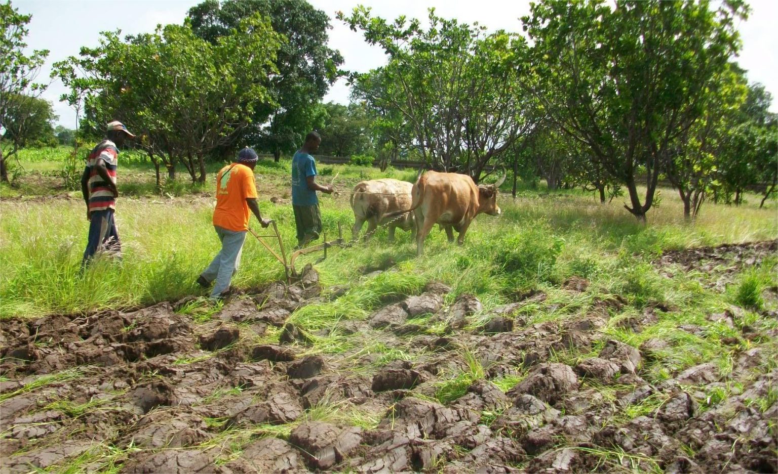 Travail agricole dans un champ