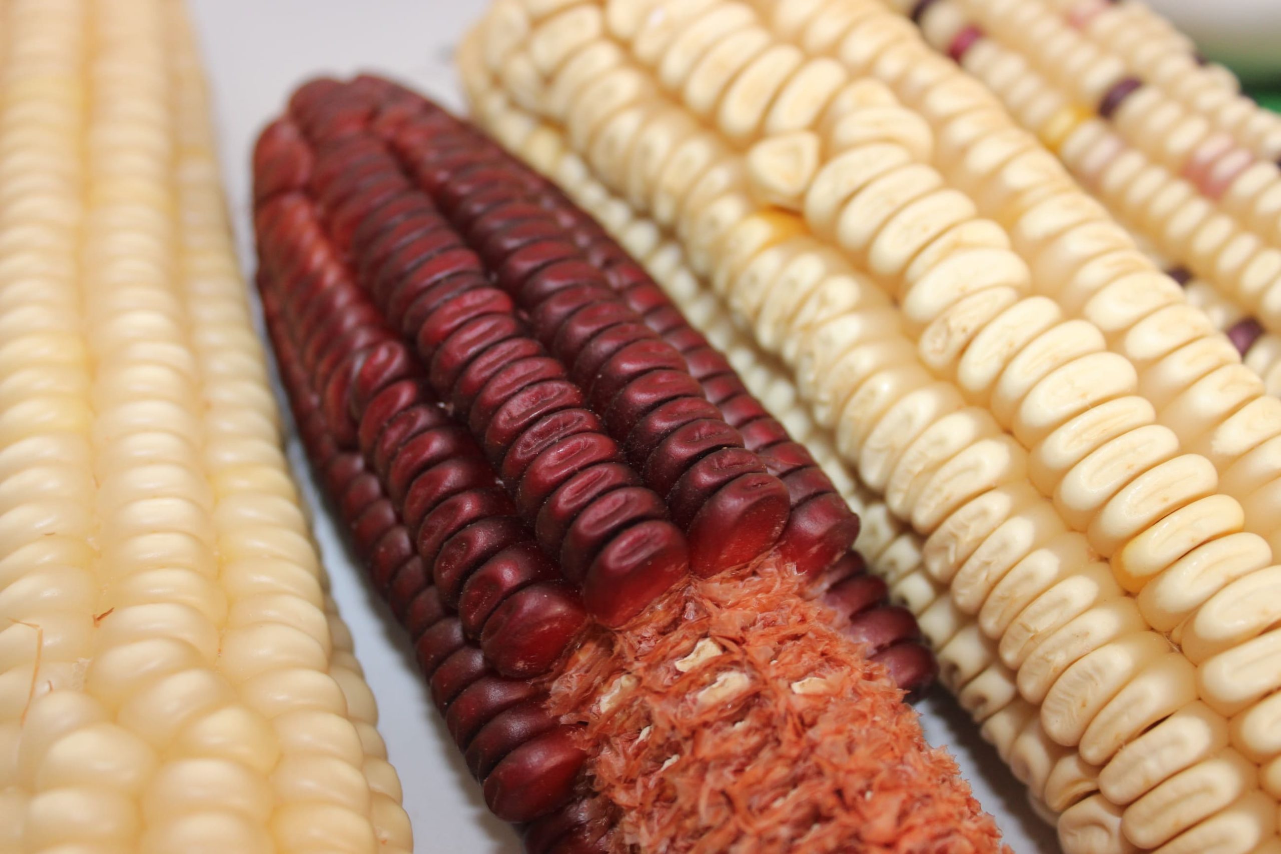 Photos Foire COASP Bénin Mars 2023